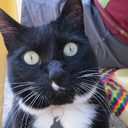 CatNamedBitches's profile picture. My full name is Roxy Coke Nose Bitches Tufts on Ears Tubby McSwagger Selkie, but you can call me Bitches.