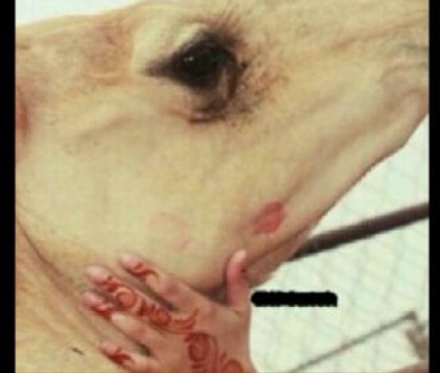 بدويه فيء الشدايد والمشقه ... وحضريه فيء الجمال والتعامل ))*