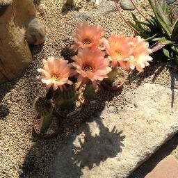 reiyas_t's profile picture. よろしくお願いします。