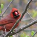 Tammy Goldsmith - @gemntt - Twitter