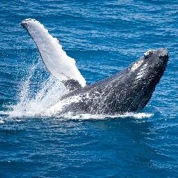 broomewildlife's profile picture. Whale watching and wildlife