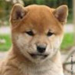 柴犬とポツンと隠居したいバブル世代bus運転士OB/静かなtigersfan/日経225先物/旅行/煙草酒弱く甘味好き/アバディ