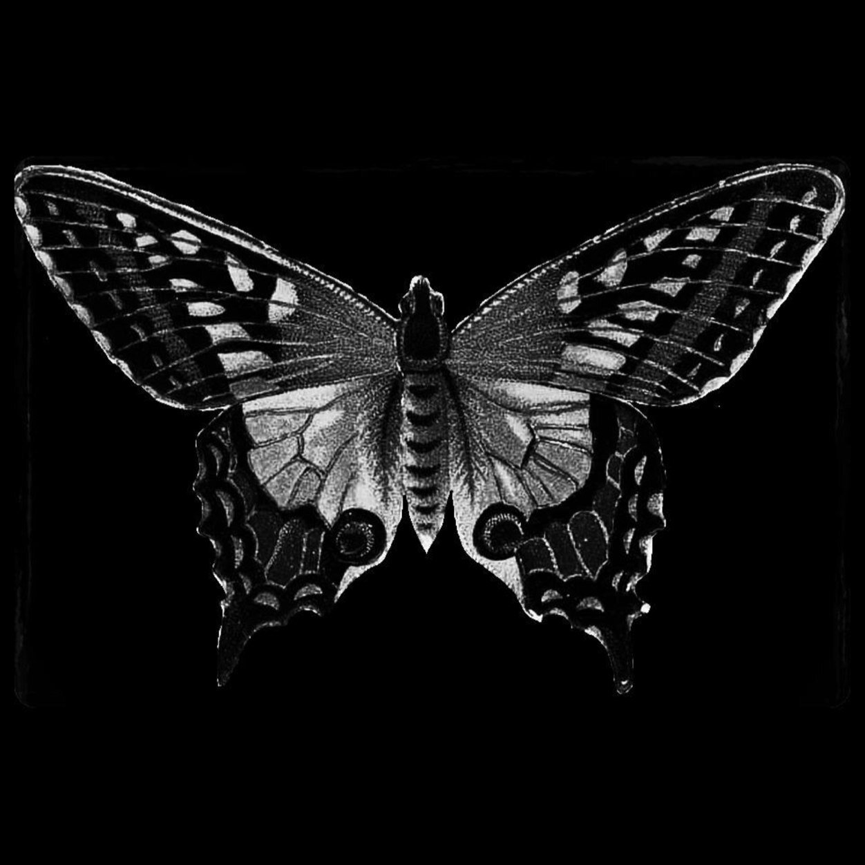 The Black Butterfly.