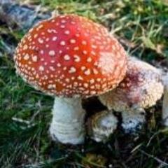 Non rimandare ad oggi ciò che puoi fare domani (Romeo docet)