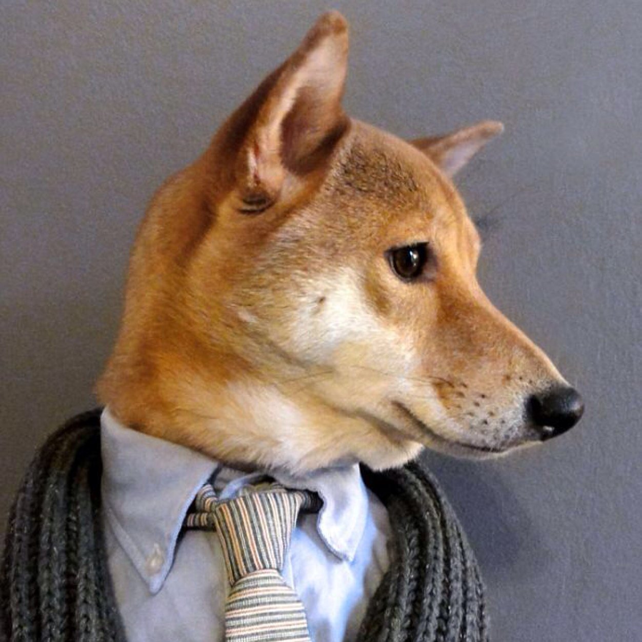I am a handsome dog with good fashion sense. All views are my own.