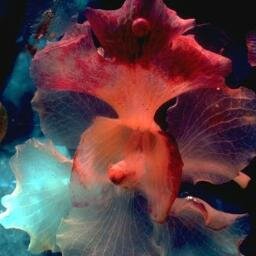 AmesFh's profile picture. 