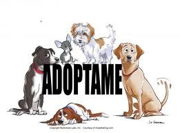 Perros en Adopción En España Se Busca Acogida o Adopción