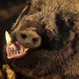 sandro652's profile picture. É isso awe