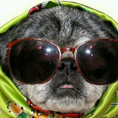 pugs on drugs pugs on drugs pugs with drugs pugs on drugs pugs on drugs pugs with drugs