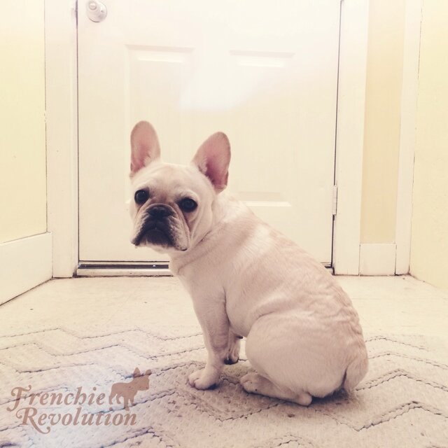 I'm no longer tweeting --- find me on Instagram frenchierevolution