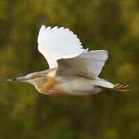 GunnerBbirding (@bren63fagan) 's Twitter Profile