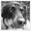 NATALIE FALLBACH - @ravensdogwatch - Twitter