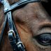 Barnsby (@barnsbysaddlery) Twitter profile photo Barnsby (@barnsbysaddlery) Twitter profile photo