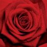 MaryScarlett2u's profile picture. A lover of stories and characters, 
both fictional and otherwise.