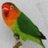 Avifischeri's profile image
