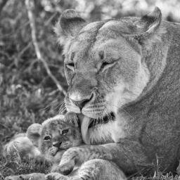 Krazycatladyjo's profile picture. crazy cat lady waaaaaaaaaaaaaaaaaaaaaaaaahhhhh!