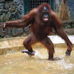 PeacenikYHZ's profile picture. #BeLessHorrible