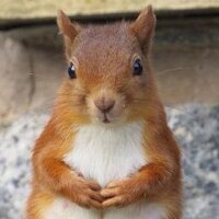 Wildlife Photography (@bestofwildlife) 's Twitter Profile