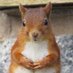 Wildlife Photography (@bestofwildlife) Twitter profile photo