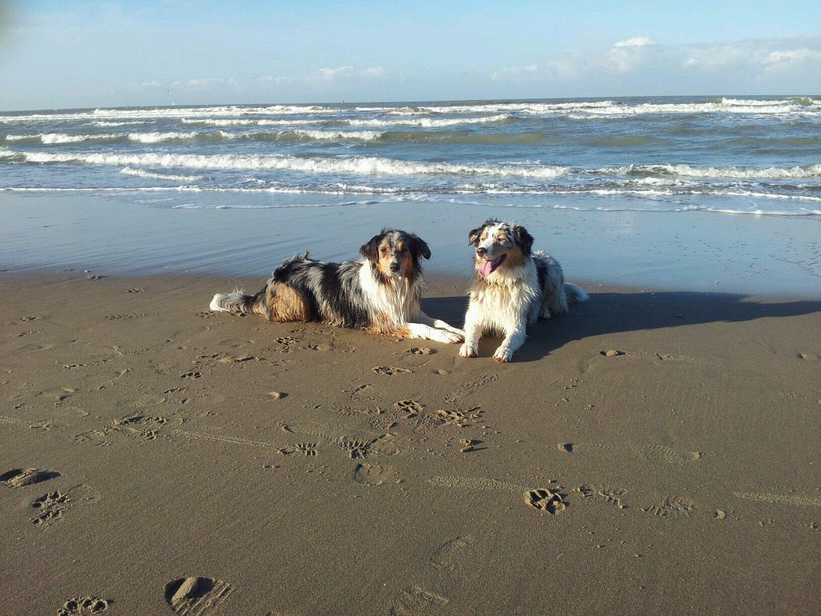 arlettewaag's profile picture. twee hondjes Toos en Case