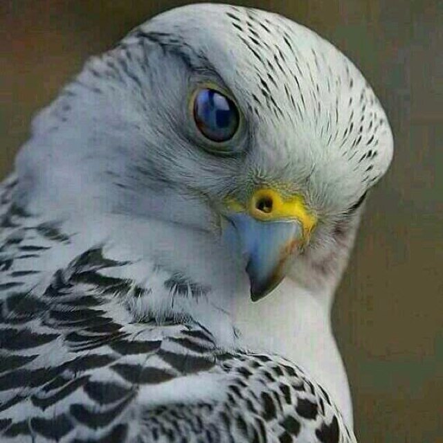 Rashid117711's profile picture. ترى للقصايد كيف والكيف له شرآب
وآنا ما آشرب إلا كيف رآسي بفنجآلي..
ولا آطاوع الجاهل ولا آجامل النصاب
آقــدم يميـن الحــق وآحط معـدآلـي..