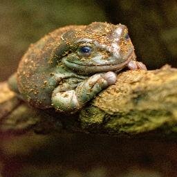 foreburrs's profile picture. 