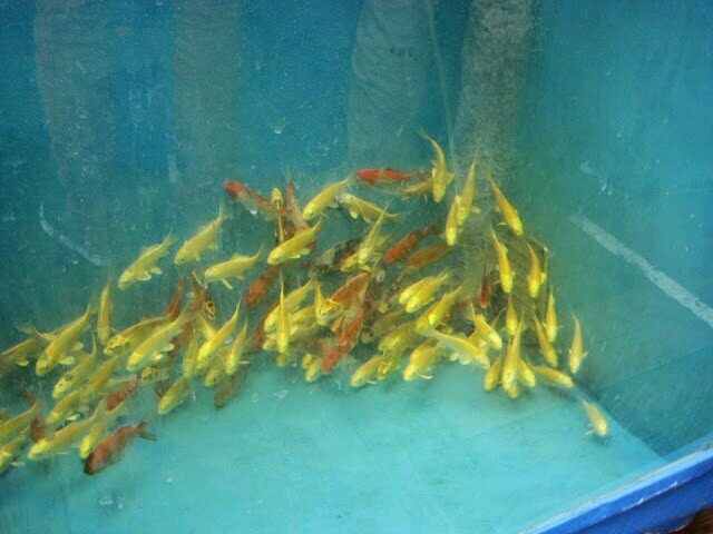 FischzuchtElten's profile picture. Wir züchten Koi Karpfen, Biotopfische und Teichfische.