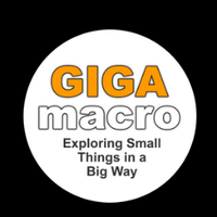 GIGAmacro (@giga_macro) 's Twitter Profile