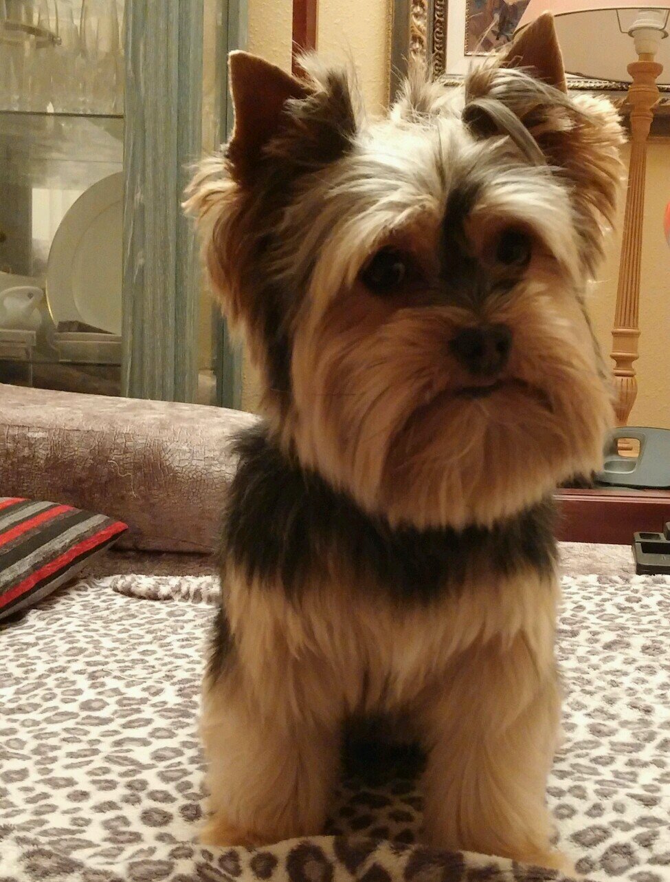 My name is Pantolin del Castillo but everyone knows me as PantoPanto :3  Just love me