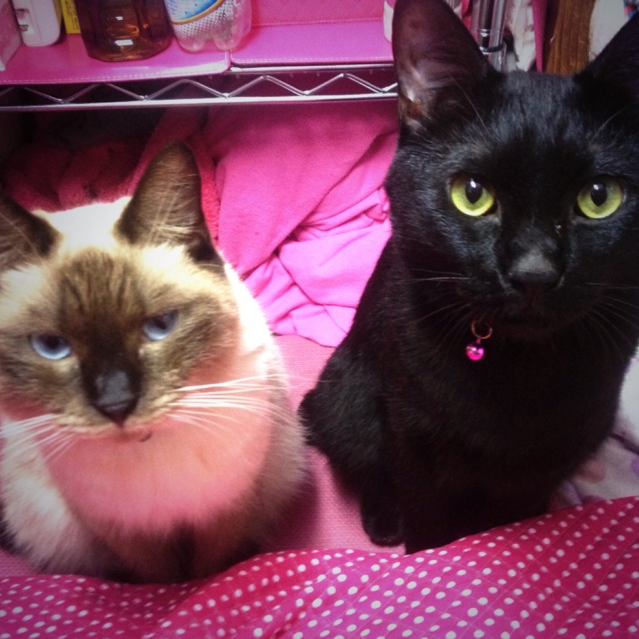 0ten0skyward's profile picture. ⛩️🇯🇵佐倉たかみ@sakuratakami(本体ﾌｫﾛｰ願い〼) の息子天，安全重視の鍵ｱｶ 非常事態の際に開放して本ｱｶに代わり伝令係 用件済みの後,投稿はSS保存で削除する事が有り〼🇺🇸🇬🇧，❤️文具ｶﾞｼﾞｪｯﾄ映画