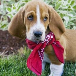 Humble Hound Profile