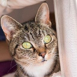 peppercatgreen's profile picture. OTRB 14th May 2016. Heaven now has a pretty green eyed angel.