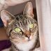 Pepper R.I.P Photos (@peppercatgreen) Twitter profile photo Pepper R.I.P Photos (@peppercatgreen) Twitter profile photo