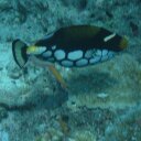 Cathy Hahn - @triggerfishfour - Twitter