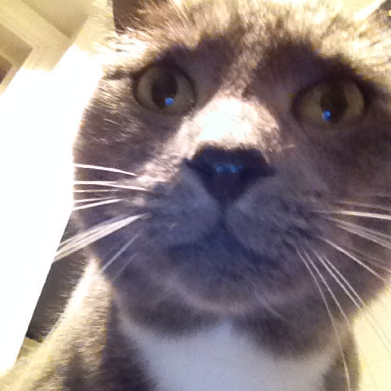 smithyinthebox's profile picture. Hi, I'm the cat in the box. I luv boxes.