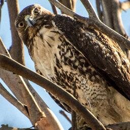 Bolsa Chica Reserve through the eyes of a Professional Wildlife/nature Photographer.