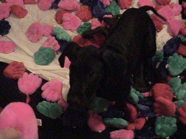 Great Dane - likes to play street hockey, loves pillows.   2009 given 6 months to live Heart Disease.  2014 beating that 6 months strong !