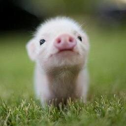 Fotos de los animales bebes mas adorables