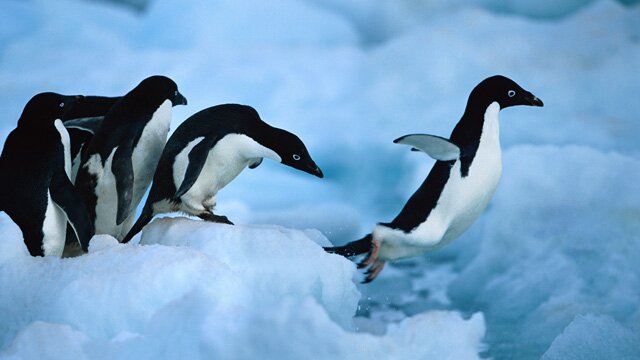 Antarctica4eva's profile picture. 4ever love 4 Antarctica. Never stop believing #Antarctica