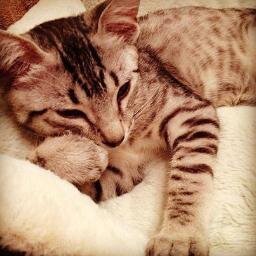 stifyblack's profile picture. 