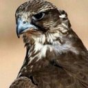 طلال لحربي (@0550001113) Twitter