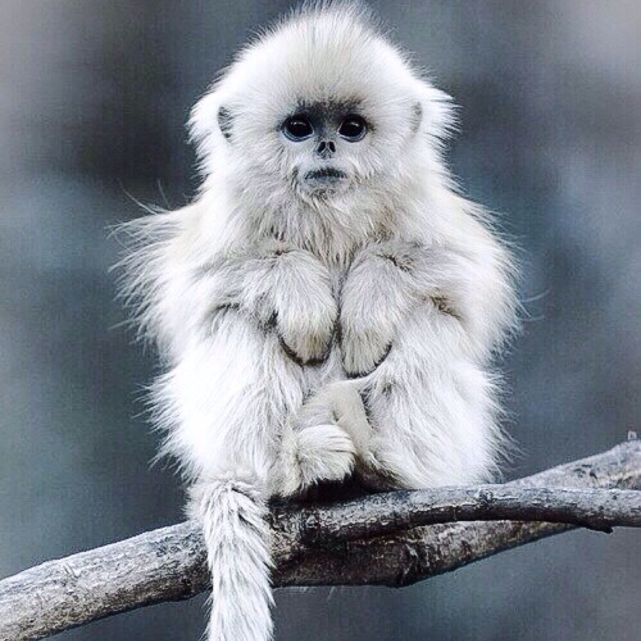 Funkeythemonkey's profile picture. I'm the worlds first Snck monkey