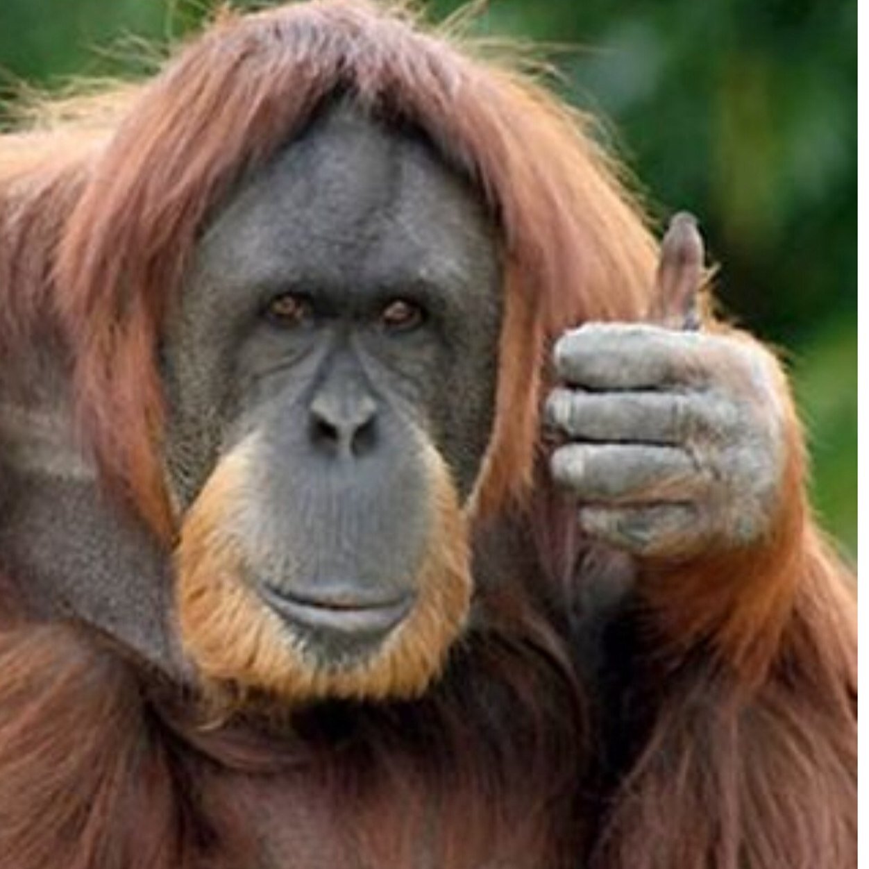 CliveDibben's profile picture. 