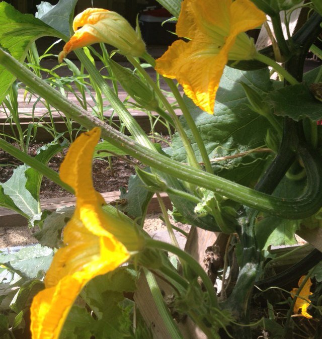 The newest resource to connect gardeners to their local market to sell and purchase fresh produce. https://t.co/PoSIjLOfMa