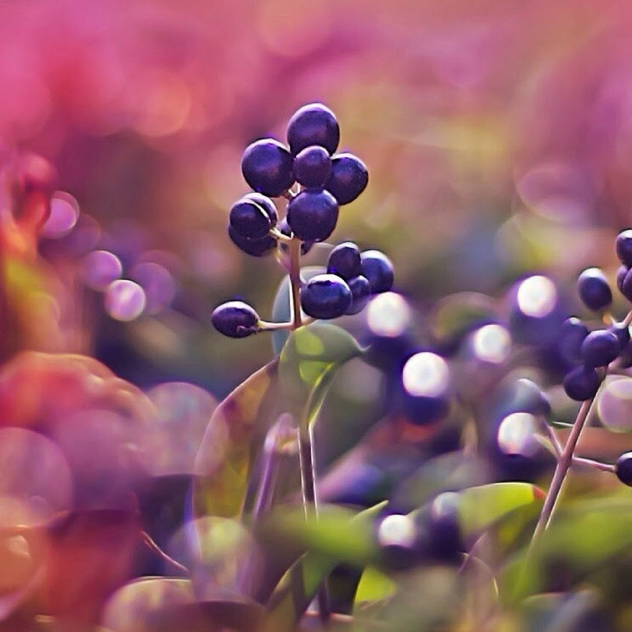 lorihebe's profile picture. 