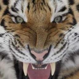 KattSimsKatt's profile picture. Wanting to change the world 1 petition tweet at a time.