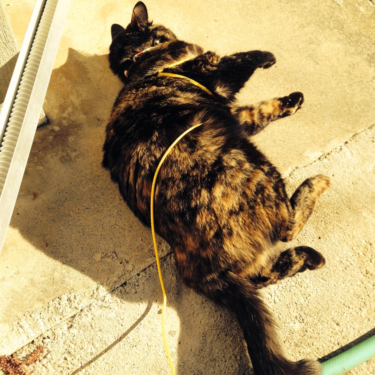 嗤う豚さん Kurimochi22 Twitter