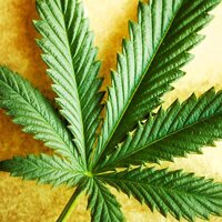 potguide's profile picture. Northwest Marijuana Guide