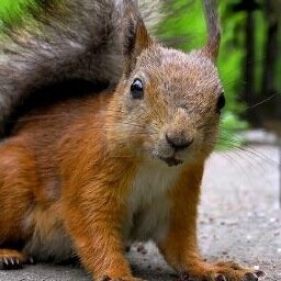 squirrelfactoid's profile picture. Squirrels