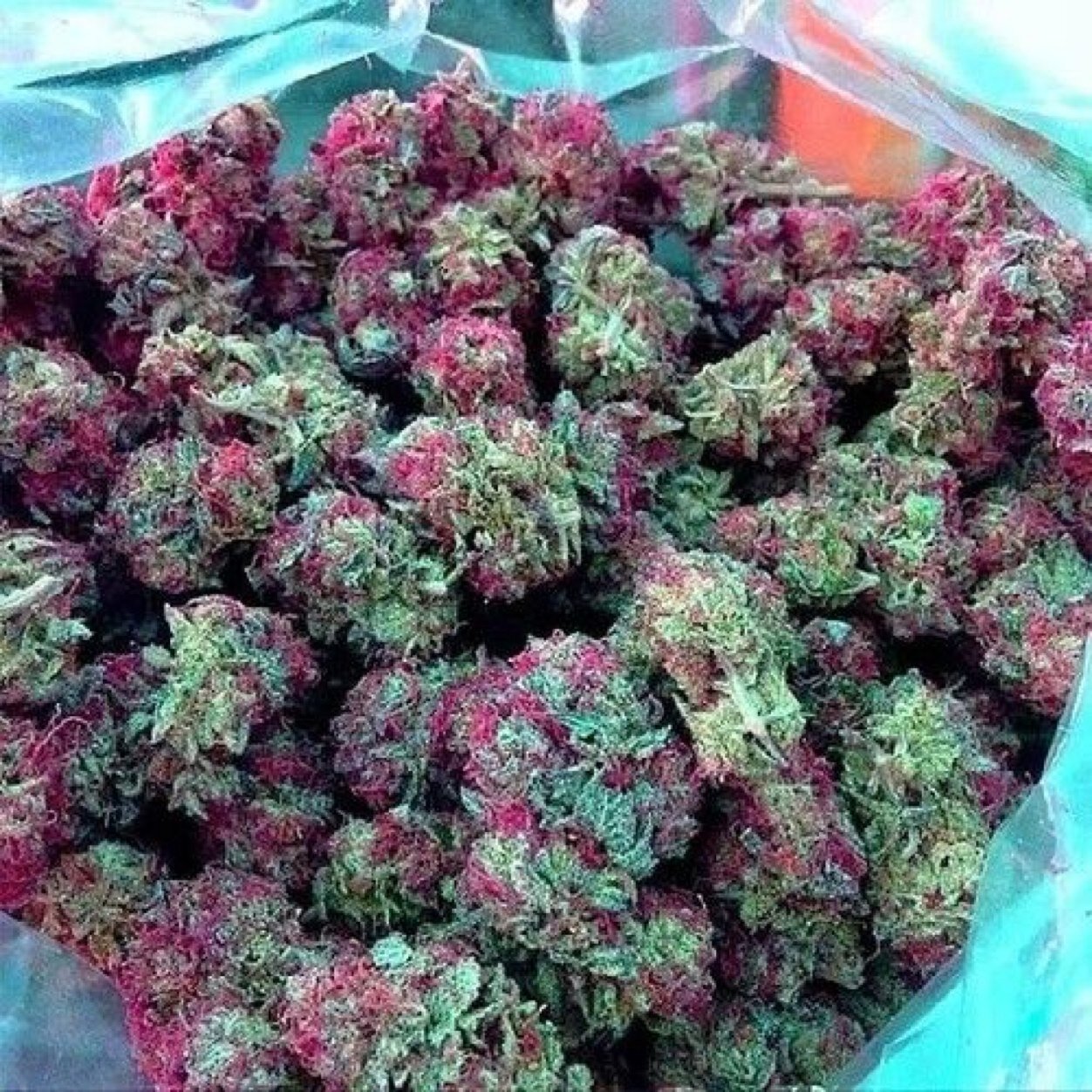 Pictures of Marijuana Buds Daily